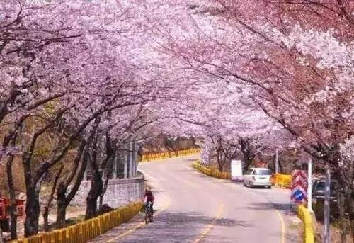 小樱花爆料韩国视频,韩国热门视频背后的故事 第1张 小樱花爆料韩国视频,韩国热门视频背后的故事 第1张