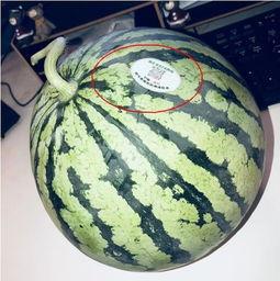 网红吃瓜全家桶,揭秘娱乐圈幕后故事 第1张 网红吃瓜全家桶,揭秘娱乐圈幕后故事 第1张